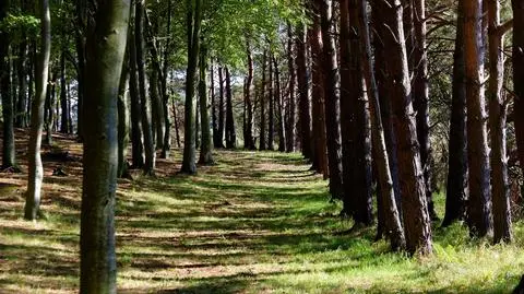 Lasy Państwowe chcą zmiany przeznaczenia daniny budżetowej
