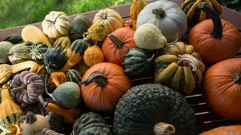 Polska eksportuje i importuje coraz więcej dyń