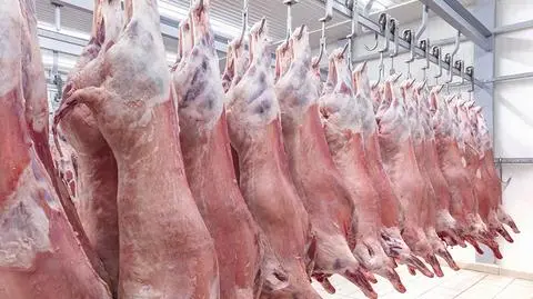 Producenci wołowiny przeciwni zakazaniu uboju rytualnego