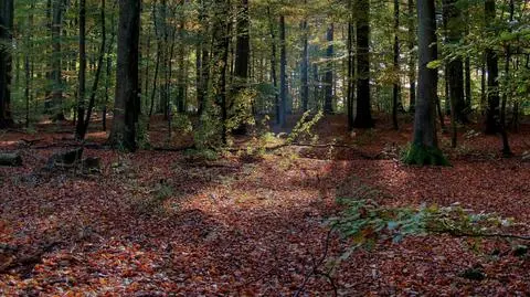Rząd przygotował bat na nielegalnych handlarzy drewnem. Kary do 200 tys. zł