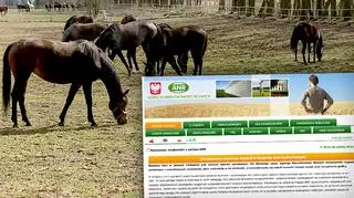 ANR: spółki hodowlane chcą renegocjować umowę aukcji Pride of Poland