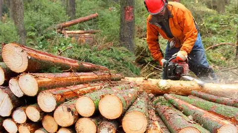 Lasy Państwowe w liczbach