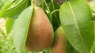 Pola też portafi handlować - czytamy