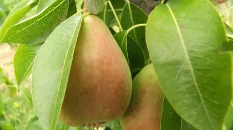 Polak handluje lepiej niż Holender. "Stanowi zagrożenie"