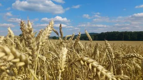 Żywność na świecie najtańsza od 2009 roku. Przez dolara i tańszą ropę