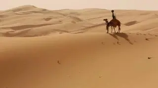 Dromader z kamerą na garbie spacerował po pustyni Liwa 