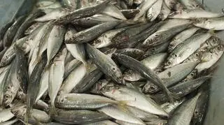 Polska importuje 150 tys. ton łososia