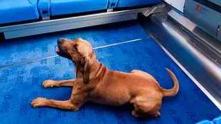 PKP Intercity wprowadza nowości w swojej ofercie