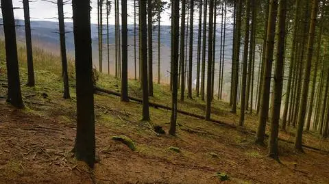 Lasy będą lepiej chronione. Sprzedaż tak, ale w określonych warunkach