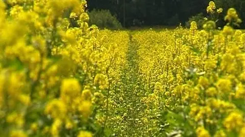 Rząd zachęci do biopaliw