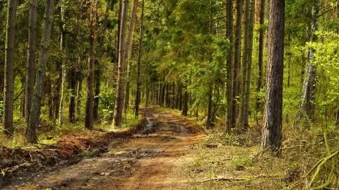 Resort środowiska: sadzimy 1000 drzew na minutę