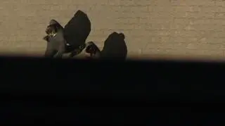 Niektórzy uczestnicy rynku są znani na warszawskim parkiecie. Często nie ukrywają swojego zaangażowania w poszczególnych spółkach. Dzięki ich medialnej aktywności można przynajmniej częściowo wyobrazić sobie kim ów inwestor giełdowy jest. Czy jednak wszyscy są tacy sami? A jeśli nie, to co ich różni? Jak ich udziały wpływają na rynek i czy inwestorzy indywidualni stoją w cieniu inwestorów instytucjonalnych, a może odwrotnie? 