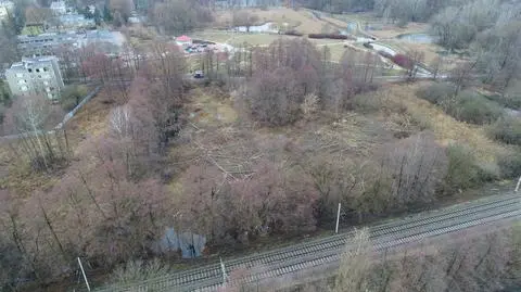 Raport NIK. Nieprawidłowości przy usuwaniu drzew i zagospodarowaniu drewna