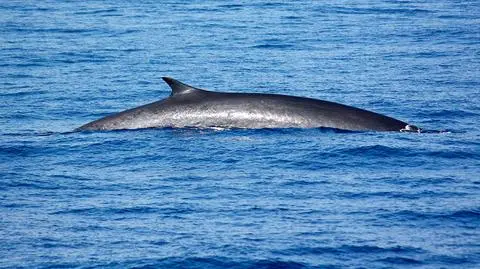 Liguria. Władze wprowadzają nowy zawód - wypatrywacz waleni