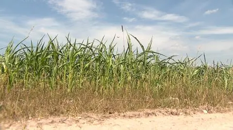 Susza w Polsce. MRiRW liczy straty