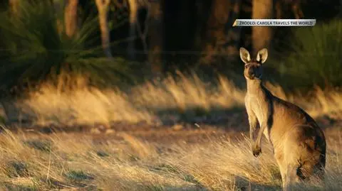 Zdjęcie z podróży do Australii
