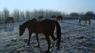 Personalne zmiany w stadninie koni w Janowie Podlaskim stała się symbolem zmiany przeprowadzanej przez nowy rząd