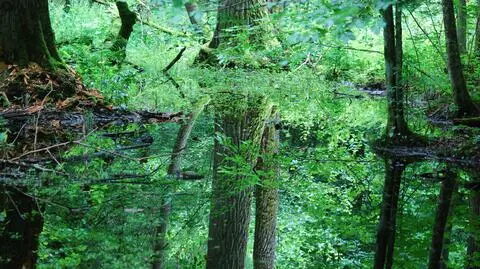 Puszcza Białowieska na liście Światowego Dziedzictwa UNESCO