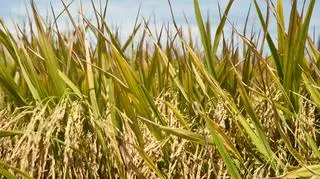 Ryż z okolic Fukushimy już bezpieczny?