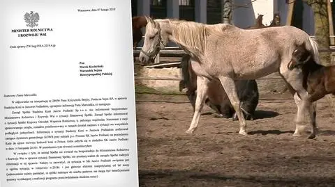 Stadnina koni w Janowie ma kłopoty. Ministerstwo rolnictwa wini suszę
