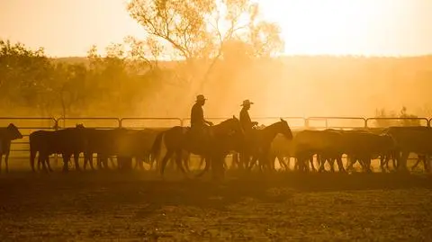 S. Kidman&Co największe ranczo w Australii w chińskich rękach