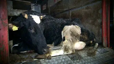 Komisja Europejska zbada sprawę nielegalnego uboju po materiale "Superwizjera"