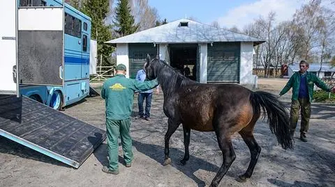 Sławomir Pietrzak, pierwszy dzień w pracy w stadninie w Janowie