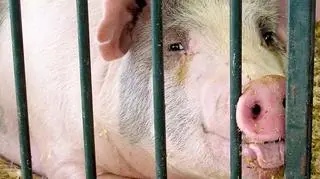 W Rosji z powodu zakażenia afrykańskim pomorem świń zabito 300 tys. tych zwierząt