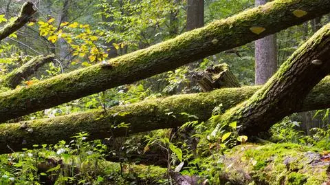 Szyszko do prokuratury w sprawie zaniedbań w Puszczy Białowieskiej