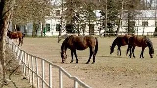  Agencja Nieruchomości Rolnych ogłosiła w połowie kwietnia postępowanie kwalifikacyjne na stanowisko prezesa Stadniny Koni Arabskich w Janowie Podlaskim. 
