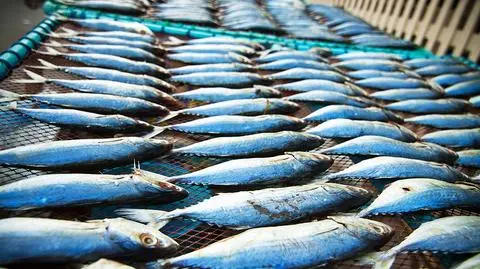 Ministerstwo gospodarki zachęca do jedzenia ryb