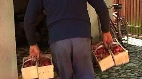 Zbieracze truskawek, uważajcie!