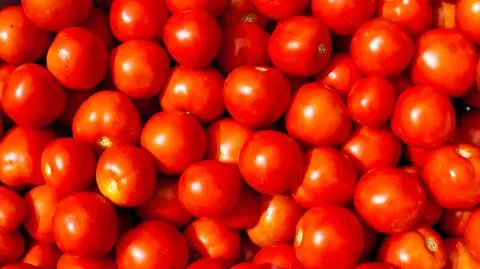 Klęska urodzaju. Rolnicy wysypują pomidory na pola