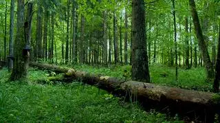 Decyzja dotyczyła usuwania drzew zasiedlonych przez korniki we wszystkich klasach wieku drzewostanów