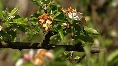 Rządowa pomoc dla ogrodników