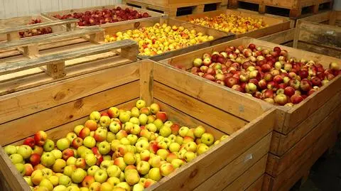 Bronisze: jabłka w cenie mandarynek