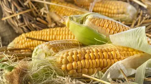 Polska będzie dążyć do bycia krajem wolnym od GMO 