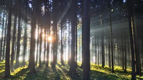 Wiatr rozdmuchał plany Lasów Państwowych
