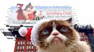 Grumpy Cat gra w filmach i pisze książki 