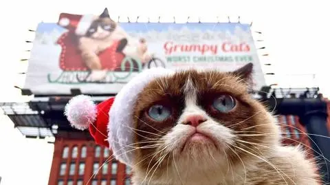 Grumpy Cat milionerem. Zrzędliwy kot zarobił 100 mln dolarów