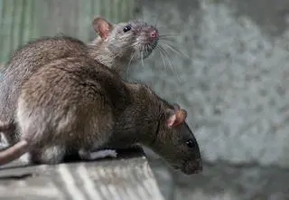 Środki do zwalczania gryzoni. Apel państwowej inspekcji