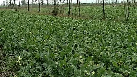 Biopaliwa wywindują ceny płodów rolnych