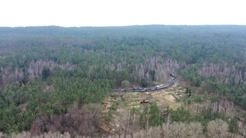 Wycinka drzew na Mierzei Wiślanej jest minimalna - twierdzą urzędnicy