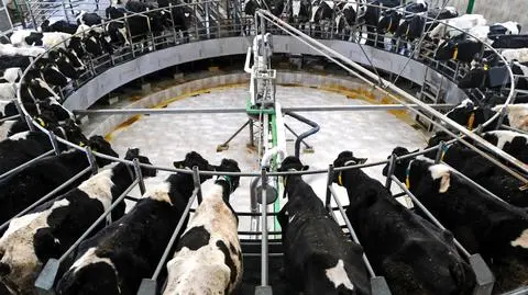 Zakaz faszerowania zwierząt antybiotykami