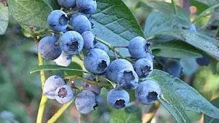 Jak twierdzą producenci, niewielkie amerykańskie owoce to obecnie najatrakcyjniejsza uprawa w Polsce