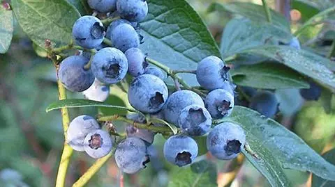 Kraj kwitnącej borówki. Przegląd prasy