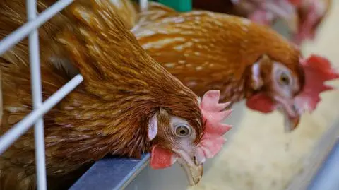 Europa za mała dla polskiego drobiu