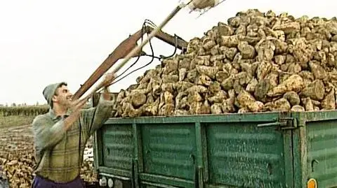 Sukces UE. Cukier rekordowo drogi