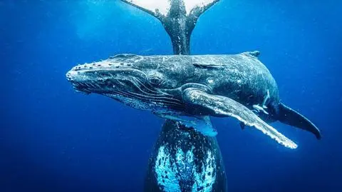 Reportaże w weekend w TVN24 BiS