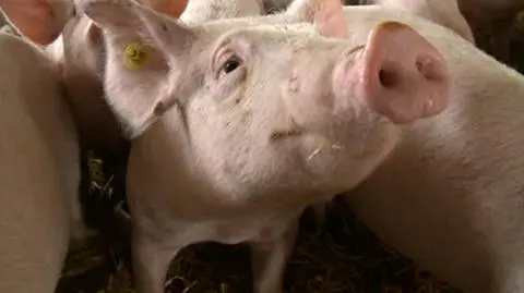 Dwa lata więzienia dla rolnika i jego córki. Za przywłaszczenie kilkuset świń